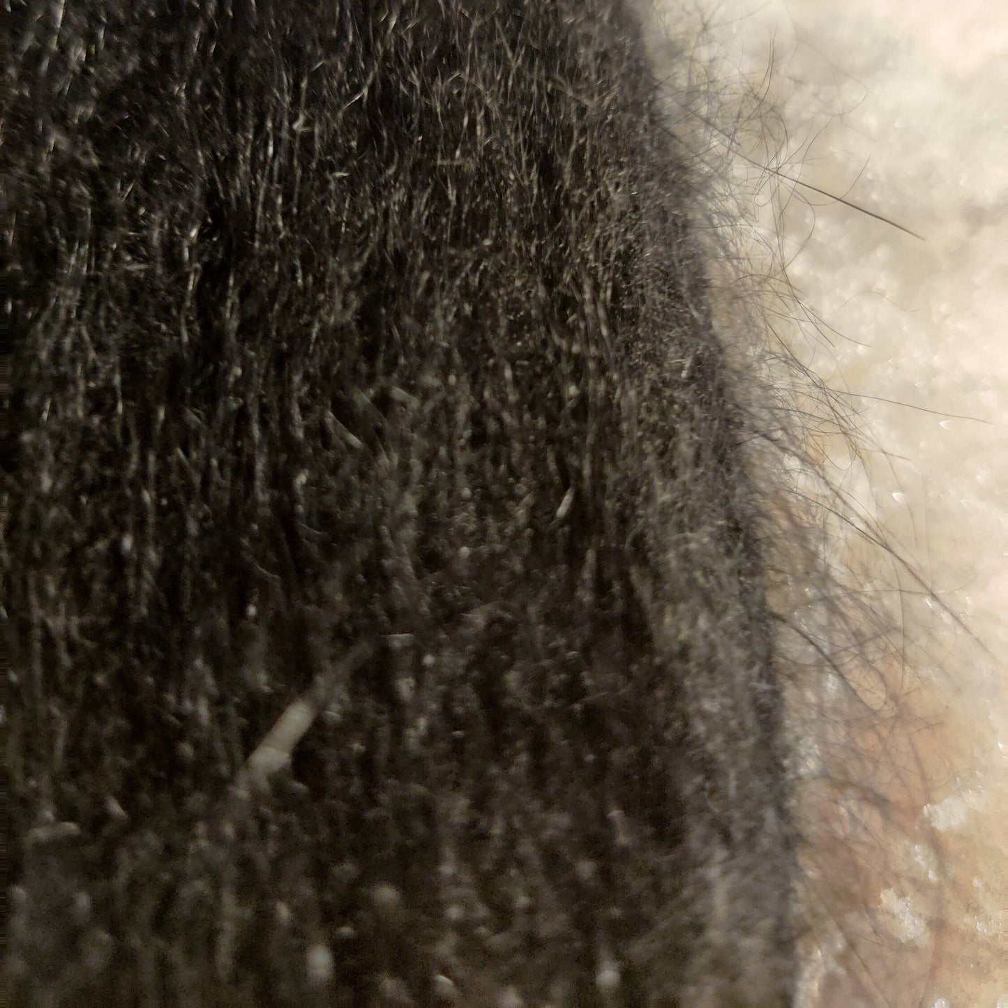 Bonnet en tricot véritable à double pompon pour femme, doublure intérieure en coton, bonnet en laine angora, bonnet épais, bonnet coupe-vent